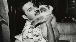 Freddie Mercury Cuddling Cat