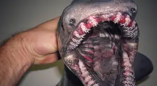 Scary Pictures Frilled Shark