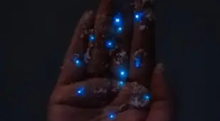Bioluminscent Plankton In A Hand