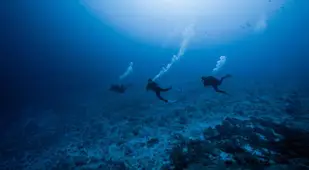 Scuba Diving In French Polynesia
