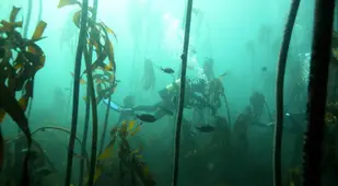 Scuba Diving Through A Kelp Forest
