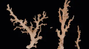 New Lace Coral Species