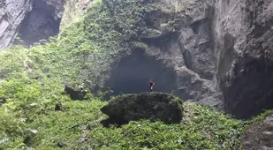 Vegetation Growing In Hang Son Doong