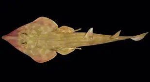 Guitar Shark Species Discovery