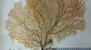 Ocean Census Coral Discovery