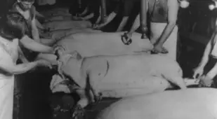 Final Scraping For Hogs