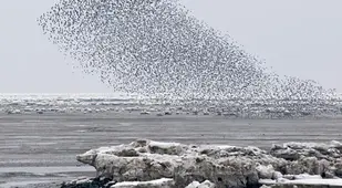 Black Sun Birds