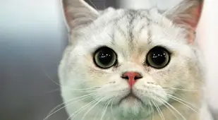 Cat Weapon