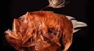 Bufoceratias Shaoi Anglerfish Specimen