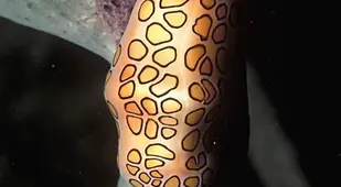 Cyphoma Gibbosum