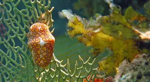 Flamingo Tongue Snail