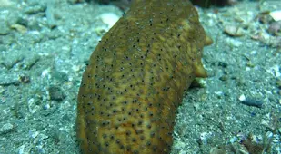 Green Sea Cucumber