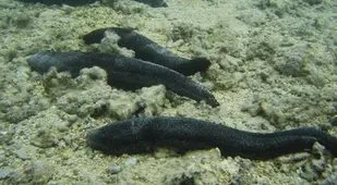 Group Of Holothuria Leucospilota