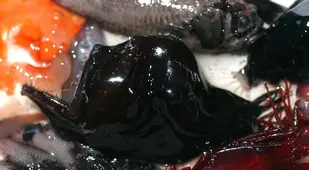 Humpback Anglerfish