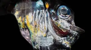 Silver Hatchetfish