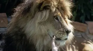 Melanie Griffith With Pet Lion