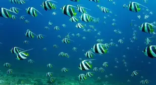 School of Bannerfish