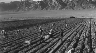Manzanar Relocation Center Farming