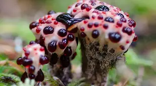 Coolest Mushrooms Hydnellum