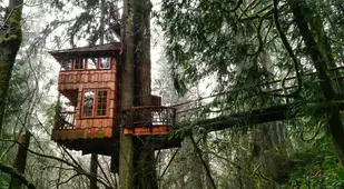 TreeHouse Point Foggy Forest