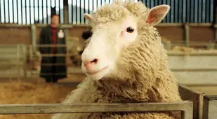 Dolly Clone
