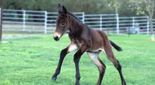 Mule Clone