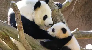 Panda Facts Small Newborns