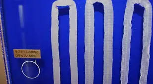 Tapeworm Museum