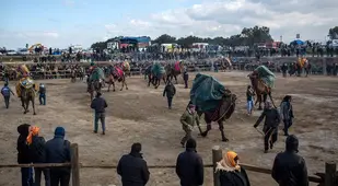 Camel Wrestling Arena