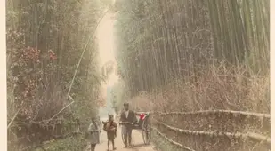 Bamboo Grove In Kyoto