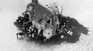 Herd Of Cattle Gathered Abandoned Farm
