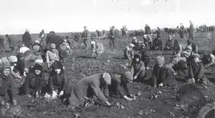 Digging Up Frozen Potatoes