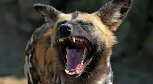 Hyena