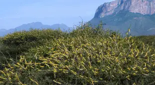 Desert Locusts
