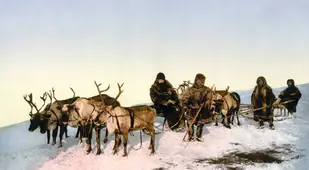 Archangel Reindeer