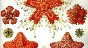 Asteridea