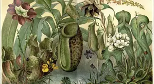 Carnivorous Plants