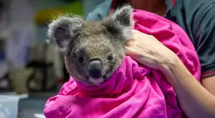 Koala In Blanket