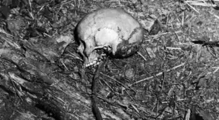 Skull Of Ted Bundy Victim Denise Naslund