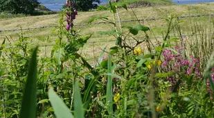 Castle Stalker From The Fields