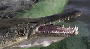 Alligator Gar Head