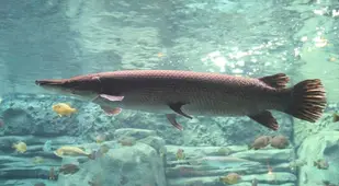 Alligator Gar In Aquarium