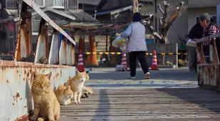 Aoshima Cats