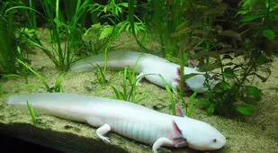 Axolotls