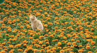 Cat Among Flowers