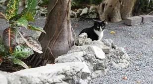 Cat At Hemingway Museum