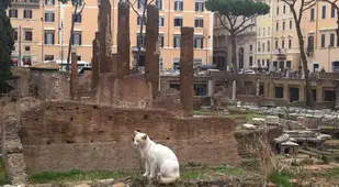 Cat At Roman Ruins