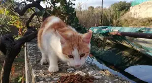 Cat Eating Food