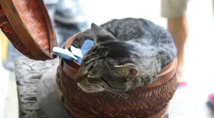 Cat In Bowl