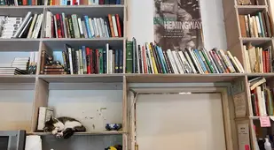 Cat On Book Rack